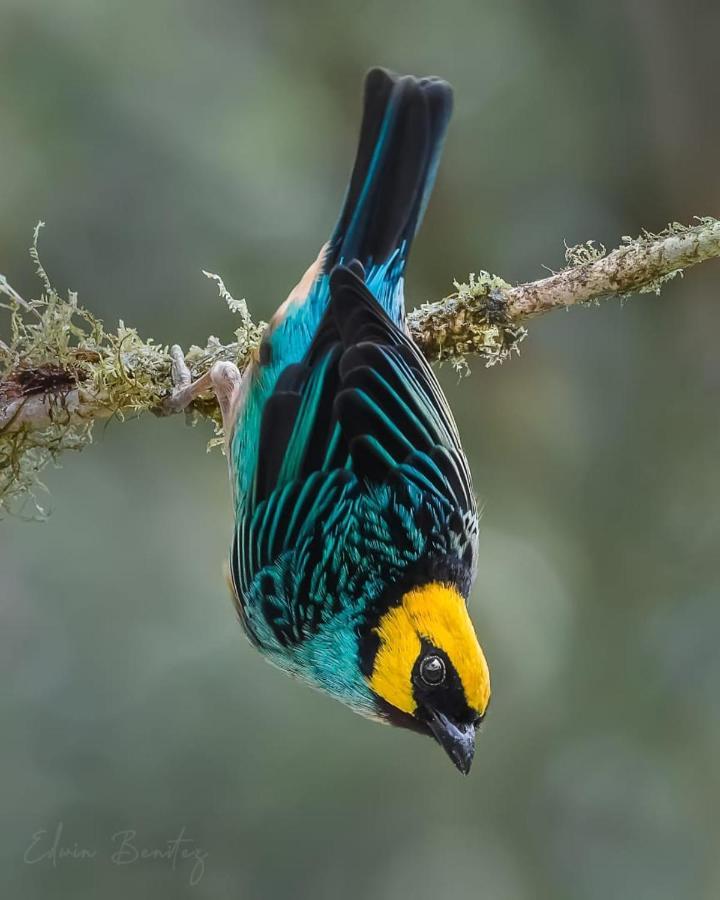 Bosque De Niebla Birding & Nature Cali Kültér fotó