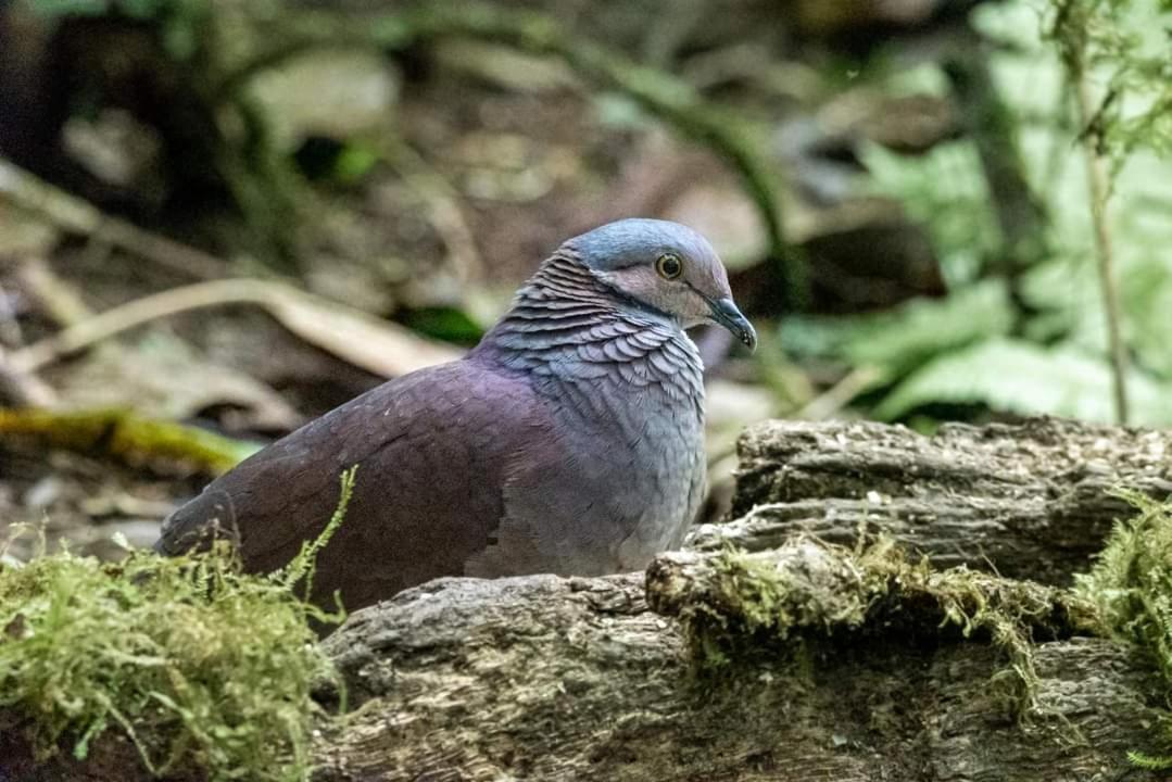 Bosque De Niebla Birding & Nature Cali Kültér fotó