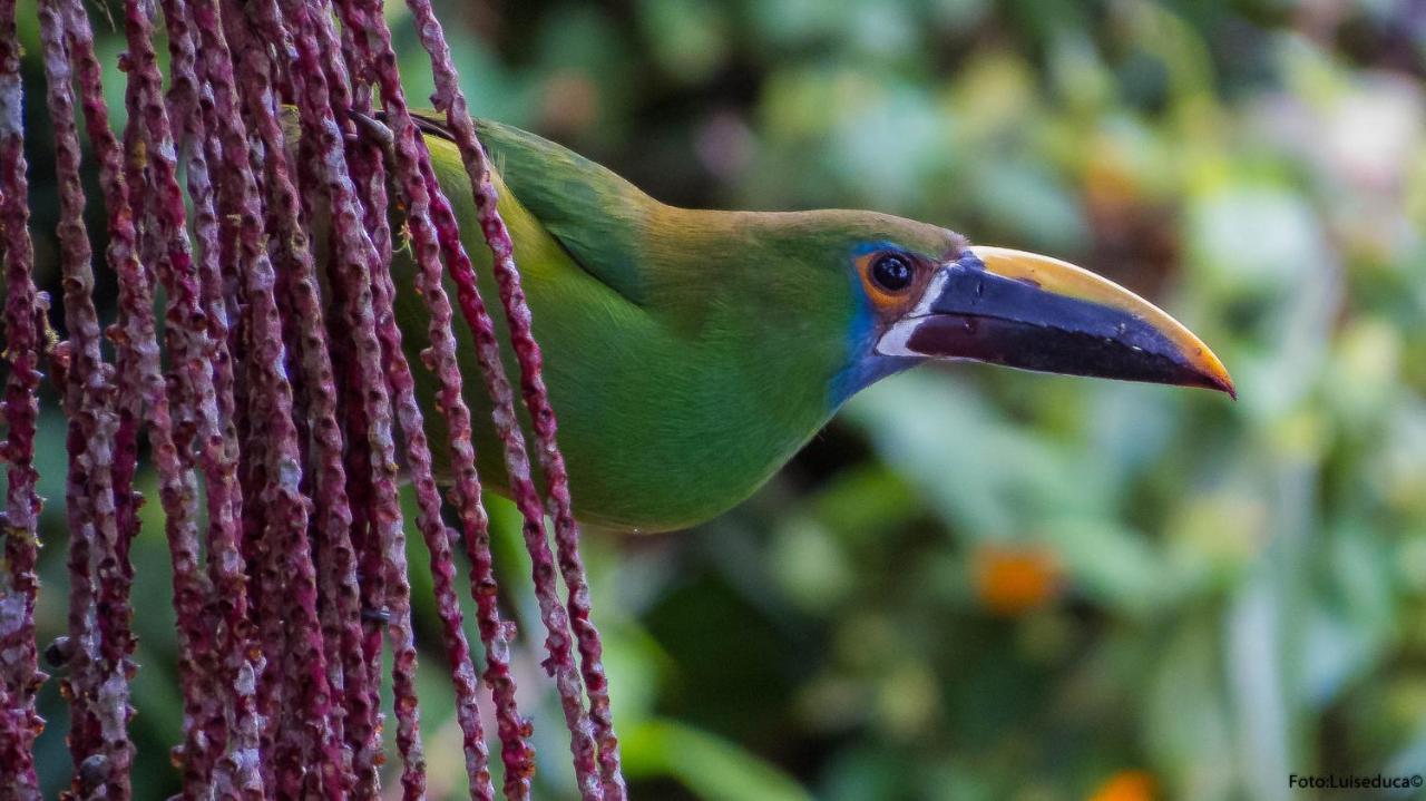 Bosque De Niebla Birding & Nature Cali Kültér fotó