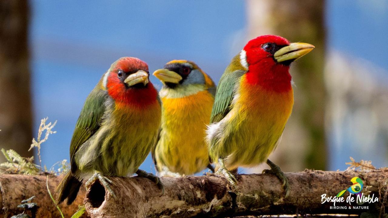 Bosque De Niebla Birding & Nature Cali Kültér fotó