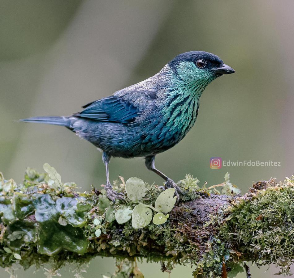 Bosque De Niebla Birding & Nature Cali Kültér fotó