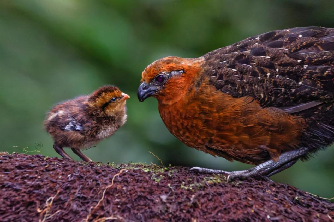 Bosque De Niebla Birding & Nature Cali Kültér fotó