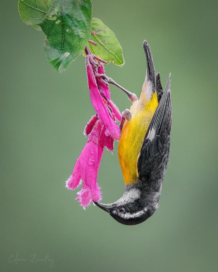 Bosque De Niebla Birding & Nature Cali Kültér fotó